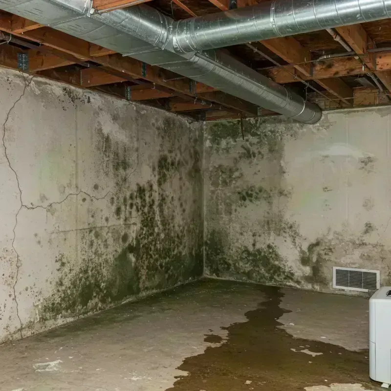 Professional Mold Removal in Lawrence County, MO